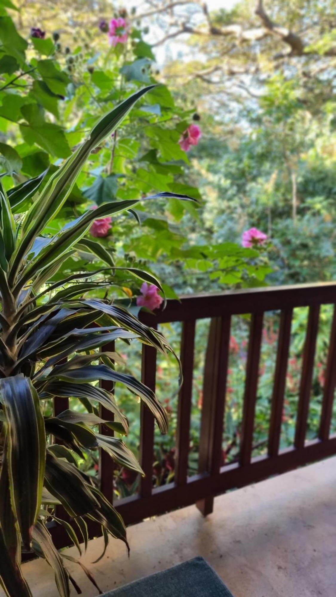 Honeywood Forest Lodge Порт Шепстоун Екстериор снимка
